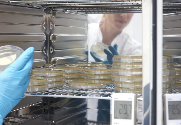 Inkubation von Proben auf Nährboden in Petrischalen im Brutschrank zur Bioburden-Bestimmung.