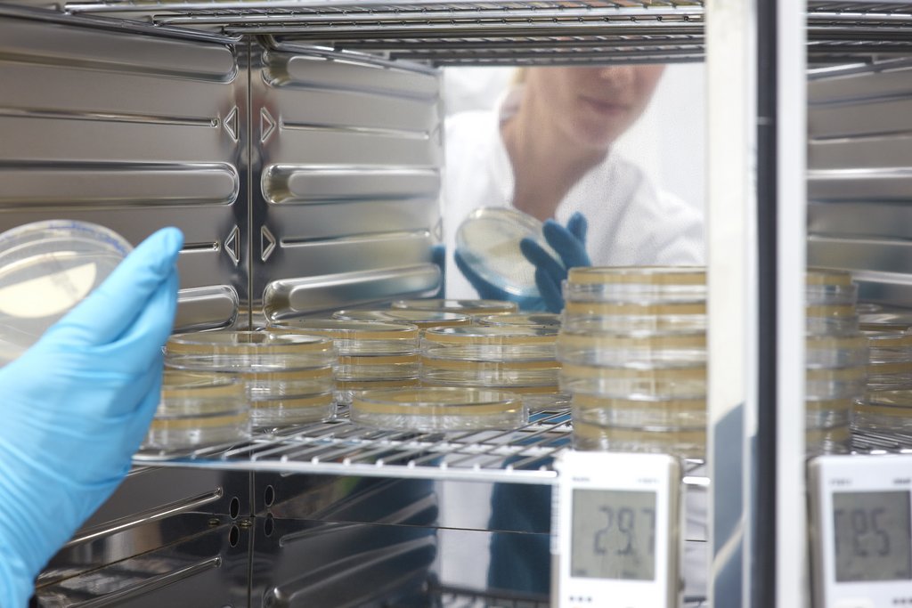 Inkubation von Proben auf Nährboden in Petrischalen im Brutschrank zur Bioburden-Bestimmung.
